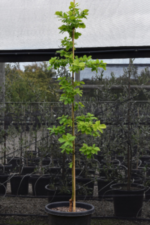 English Oak-Quercus robur 